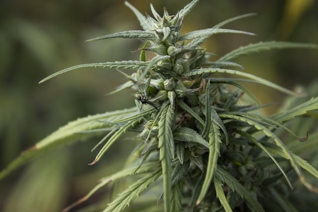 Alles over CBD olie kopen: Wat je moet weten voor je aankoop